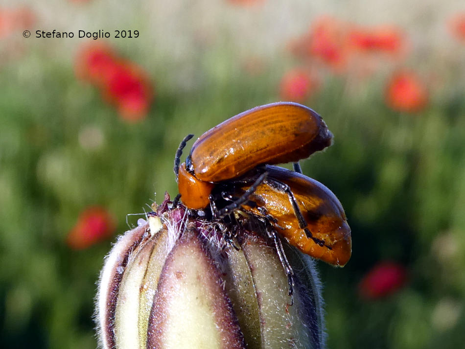 Chrysomelidae: Exosoma lusitanicum